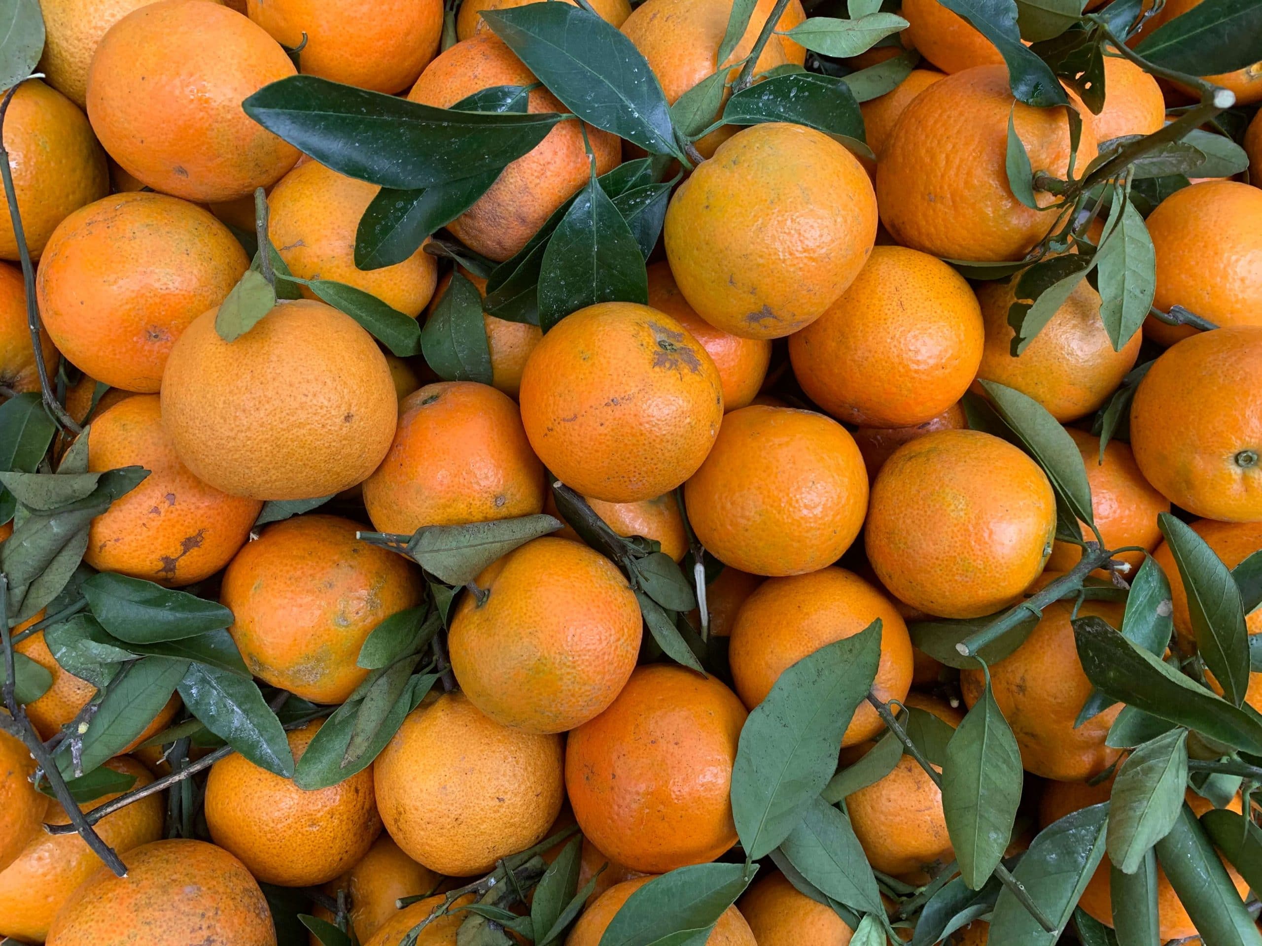 台湾フルーツ（15）：柑橘系